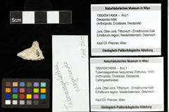 Foto (Objekt + Etiketten) von Tuberosagalathea neojurensis (Patrulius, 1959) 